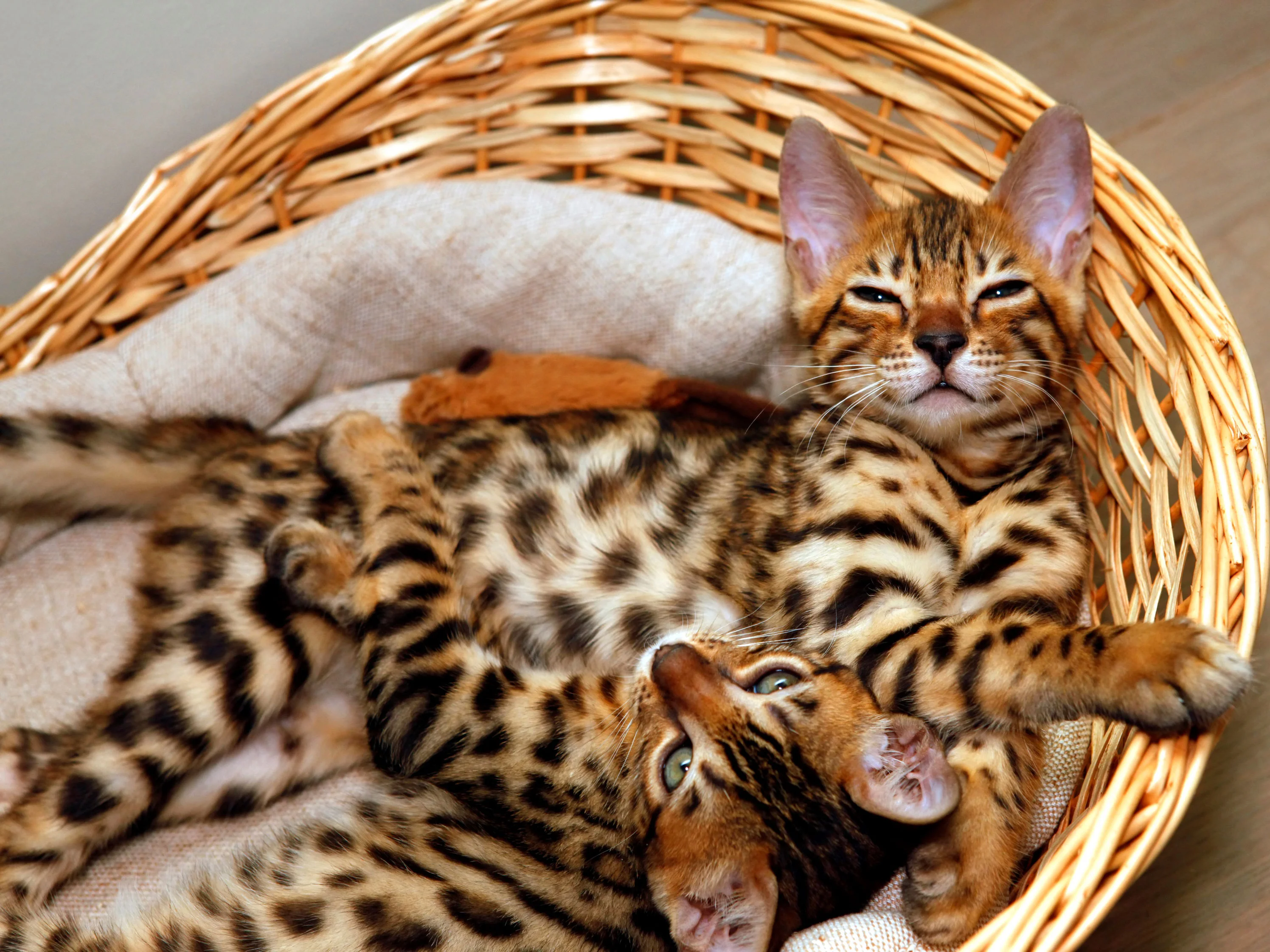 Hai mèo Bengal nằm trong giỏ mây