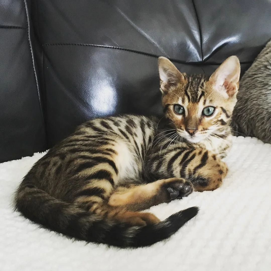 Mèo Bengal nằm trên ghế sofa màu đen