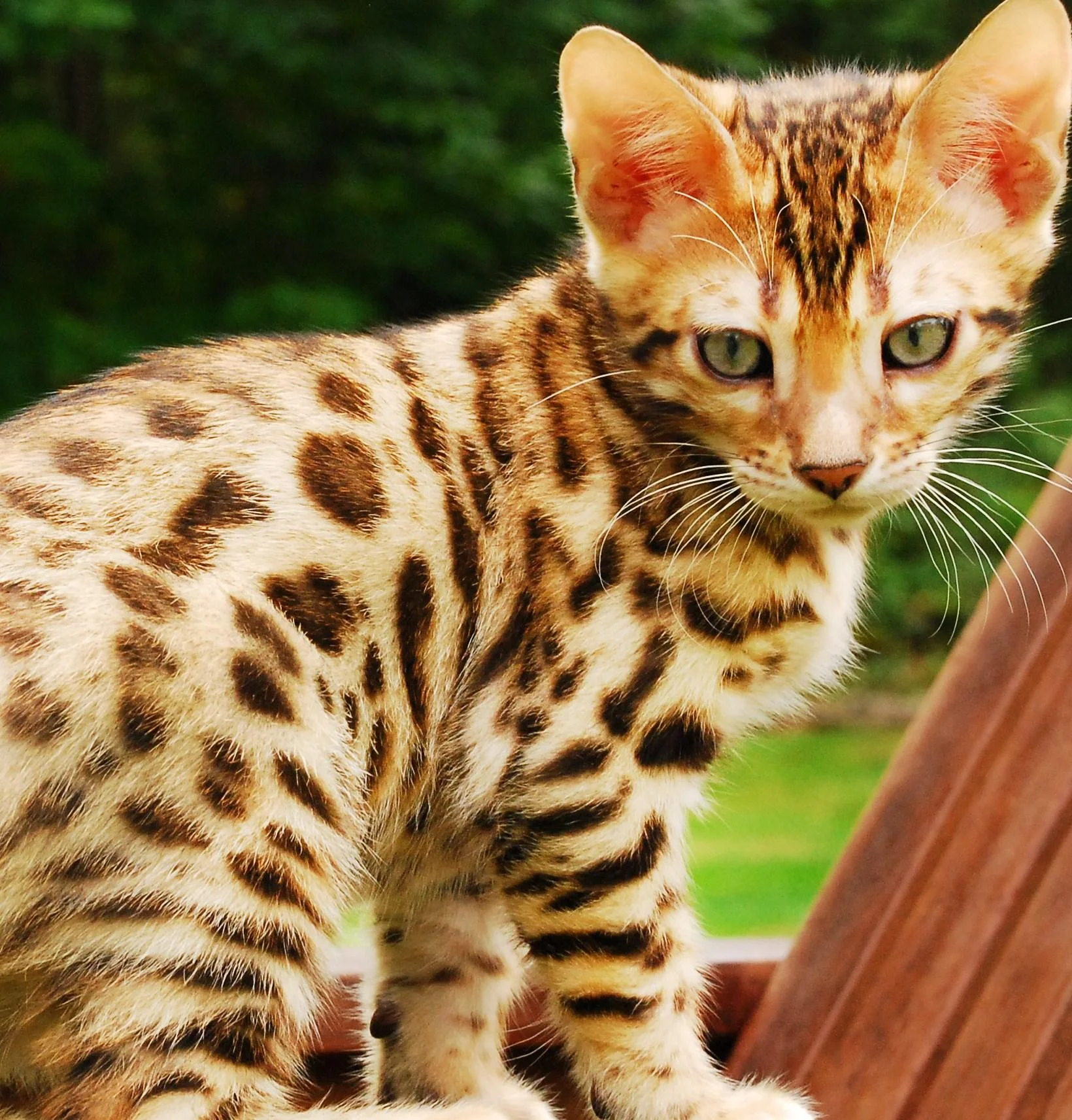 Cận cảnh mèo Bengal con có bộ lông đốm