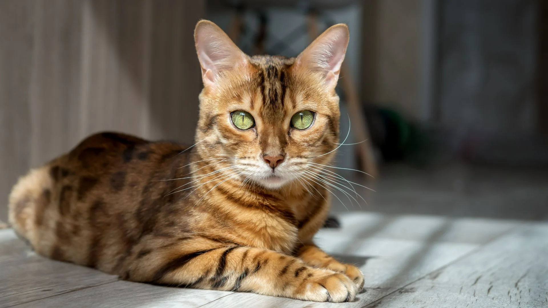 Mèo Bengal nằm thư giãn trên sàn nhà
