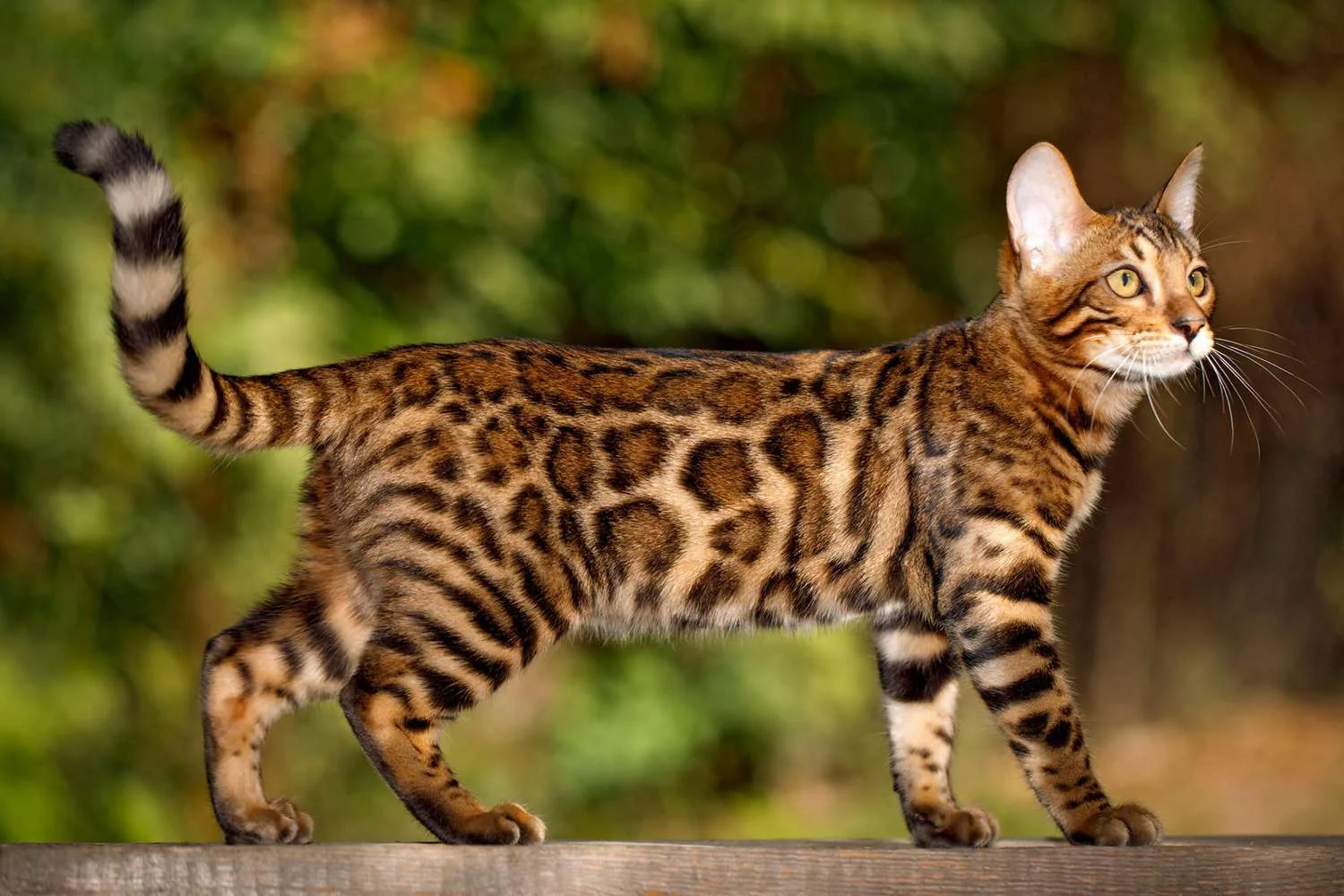 Mèo Bengal đứng ngoài trời với bộ lông đốm nổi bật