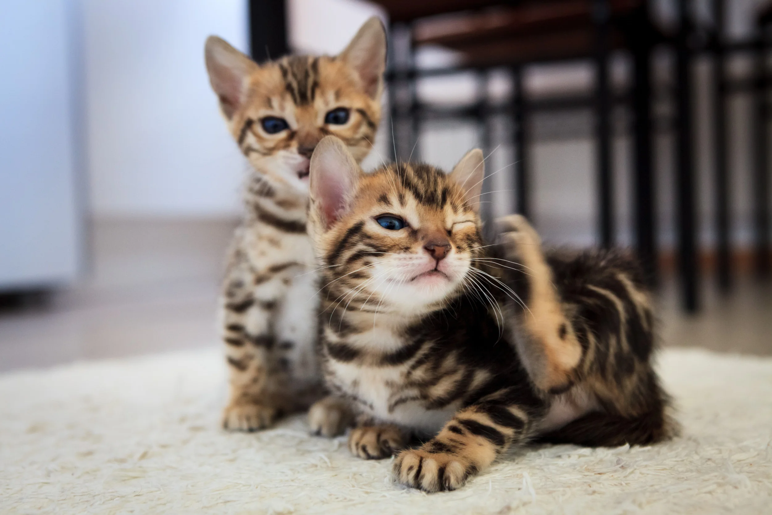 Hai mèo con Bengal chơi đùa trong nhà