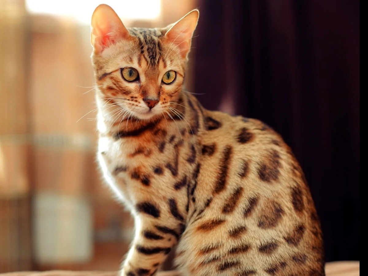 Mèo Bengal ngồi nghiêng với bộ lông đốm